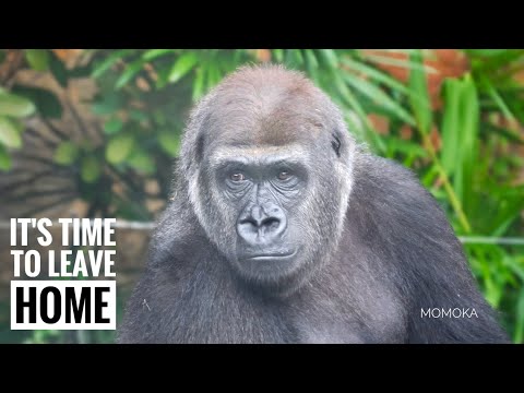 Видео: Гориллы перед прощанием | Момока | Группа Хаоко