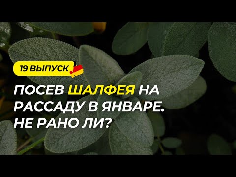 Видео: Дача в Германии 19 выпуск. Посев шалфея на рассаду. Что с черенками винограда?