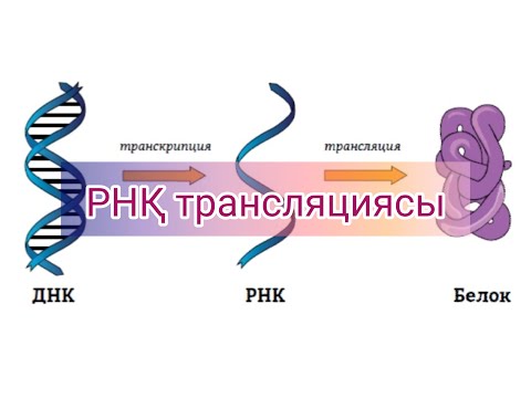 Видео: РНҚ Трансляциясы | қазақша