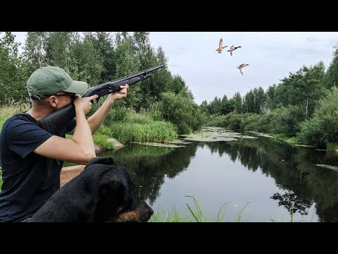 Видео: Классическая ОХОТА НА УТКУ С ПОДХОДА по канавам и старикам.