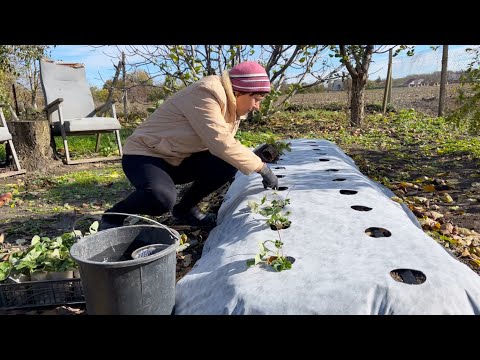 Видео: Ноябрь на Кубани | Посадка клубники и чеснока | Готовим новые ульи 