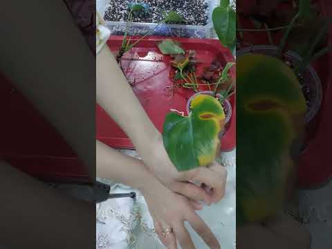 Видео: N:441 Anturium gulini parvarishi tòliq video #gullar #flowers #anturium # цветы