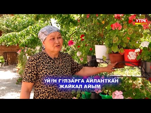 Видео: ҮЙҮН ГҮЛЗАРГА АЙЛАНТКАН ЖАЙКАЛ АЙЫМ