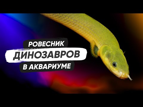 Видео: Рыба-змея. Каламоихт калабарский