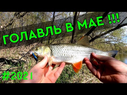 Видео: ГОЛАВЛЬ И ЖЕРЕХ  НА СПИННИНГ В МАЕ !!! ZipBaits Rigge 35. ZipBaits Rigge 56 S-Line.  #голавль