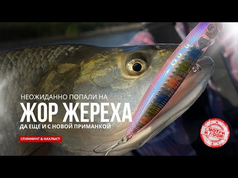 Видео: Попали с другом на ЖОР ЖЕРЕХА! Прикольные приманки Jackall Hagre, Gantarel и эхолот Deeper в бою!