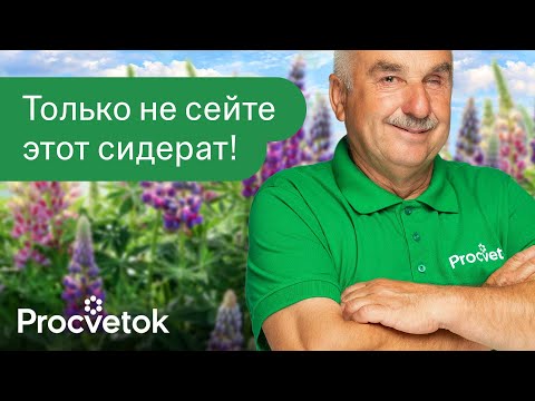 Видео: ЧТО ПОСЕЯТЬ ПОСЛЕ КАРТОФЕЛЯ в августе и сентябре? Земля будет как пух, без болезней и вредителей!