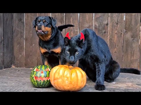 Видео: Пантера Луна,Венза, привидение и Игорь 🤣🎃👻 Хэллоуин специальный выпуск