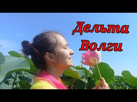 Видео: Долина лотосов цветок заповедник на дельте золотой лотос