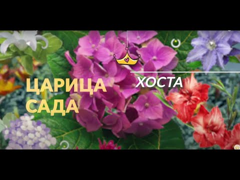 Видео: "САДЫ со ВКУСОМ" от Ирины Сахаровой. Главная тема - ХОСТЫ