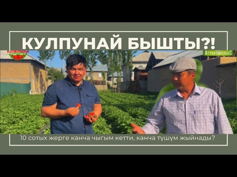 Видео: Кулпунай бышты, 10 сотых жерге канча чыгым кетти! Канча түшүм жыйнап жатат…