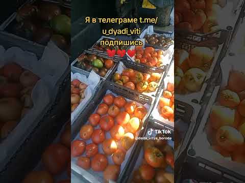 Видео: Собрал помидоры на продажу. Пенза сад огород у дяди Вити. #помидоры #сад #огород #дядявитя