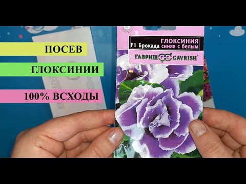 Видео: Сею ГЛОКСИНИЮ только так, 100% всходы. От посева до первого цветения