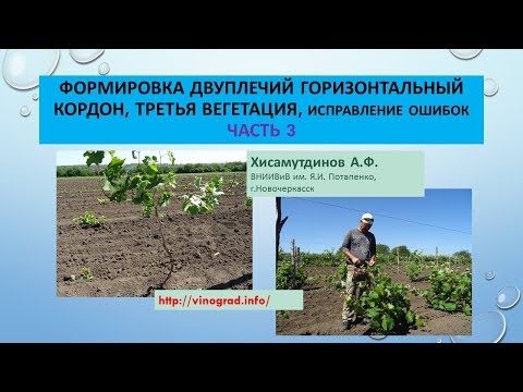 Видео: Двуплечий кордон, третья вегетация, исправление ошибок.ЧАСТЬ 3. Хисамутдинов АФ