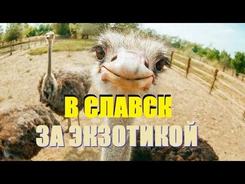 Видео: Славск(ий) бассейн с минеральной водой и Свято-Елисаветинский женский монастырь со страусиной фермой