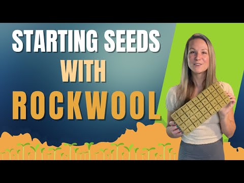 Видео: Выращивание семян в кубиках каменной ваты: пошаговое руководство
