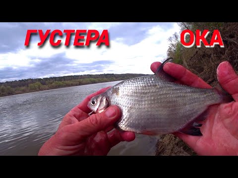 Видео: ГУСТЕРА ПРОСНУЛАСЬ. Реальная рыбалка на ОКЕ ранней весной.