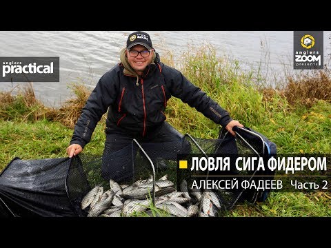 Видео: Ловля сига фидером. Алексей Фадеев. Часть 2. Anglers Practical