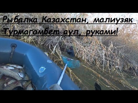 Видео: Рыбалка Турмаганбет, Кызыл-ординская область, руками под водой. Жақсы балық аулау орны!