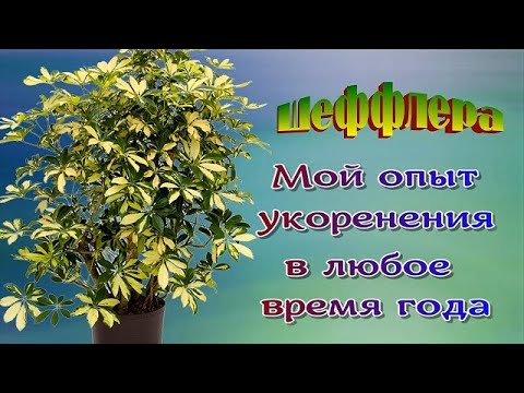 Видео: ШЕФФЛЕРА.Как я  размножаю черенками в любое время года. Курильщики -цветок для вас. Мои советы