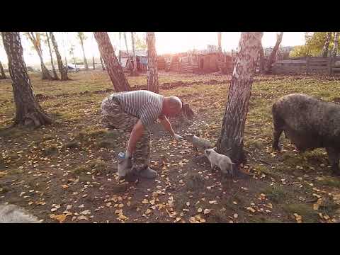 Видео: ДВА МЕШКА И ВСЕ СЫТЫ.  БИО-ФЕРМА МАНГАЛИЦА