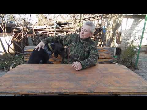 Видео: Собака боится выстрела что делать и какой свисток выбрать .