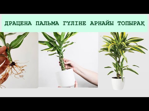 Видео: Драцена душистая АЛА ЖАПЫРАҚТЫСЫН судан топыраққа ОТЫРҒЫЗУ✅