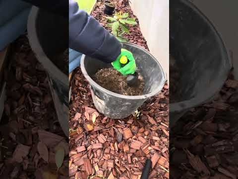 Видео: Сажаем рододендрон. 