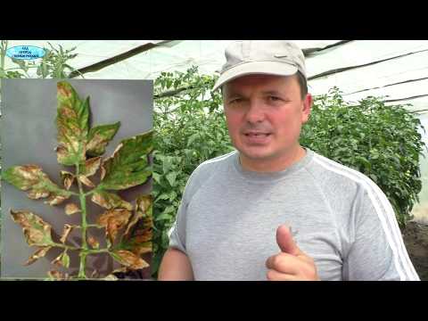 Видео: Растения кажутся больными? Не спешите их лечить!!!