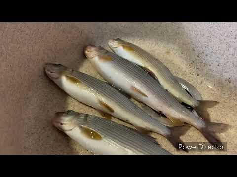 Видео: пирог пальчики оближешь в мини печи