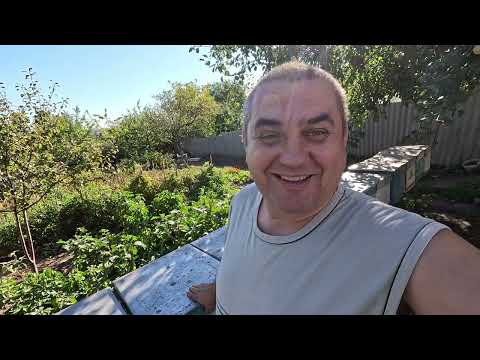 Видео: ✅ Пасека на Связи! Переезд пчел на домашний точек! #пчеловодство1