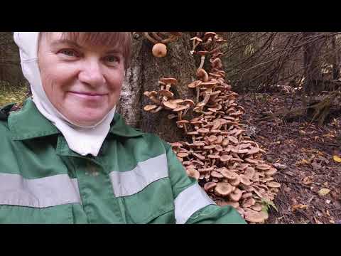 Видео: Сходила за опятами , вспахали огород.