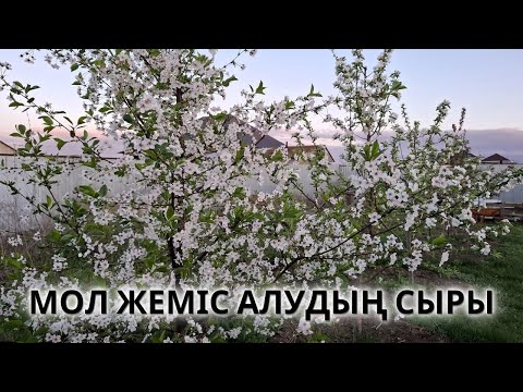 Видео: ЖЕМІС АҒАШЫ ТҮЙІНІ / гүлі ТҮСПЕУ және МОЛ ЖЕМІС алу ҮШІН, көктем кезінде берілетін қорек элементтер