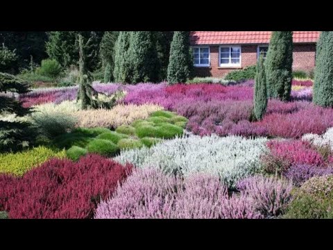 Видео: Вереск/ Секреты посадки и ухода/ Микориза / [ Верески и эрики в саду]