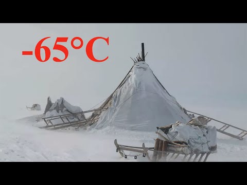 Видео: Жизнь кочевников в Арктике. Как живут ненцы в лесотундре. Ямал