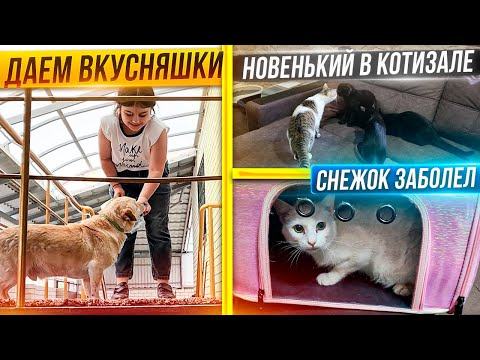 Видео: Снежку стало плохо. Оникса поселили в котизал. Получили посылку. Купили 50 кг натуралки собакам.
