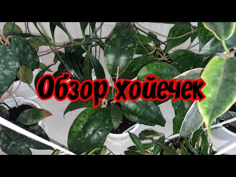 Видео: Обзор хойечек