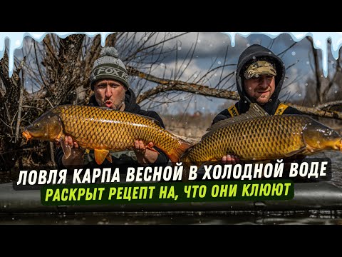 Видео: Весенняя ловля карпа: выбор точки, корм и монтажи. Деревенский дикарь