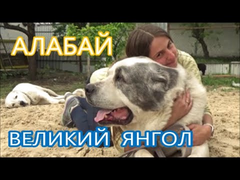 Видео: Алабай або Середньо Азіатська вівчарка. Велика Собака-Янгол. #породистісобаки #домашніулюбленці