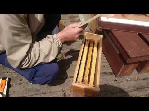 Видео: Прививочный ящик, краткий обзор.