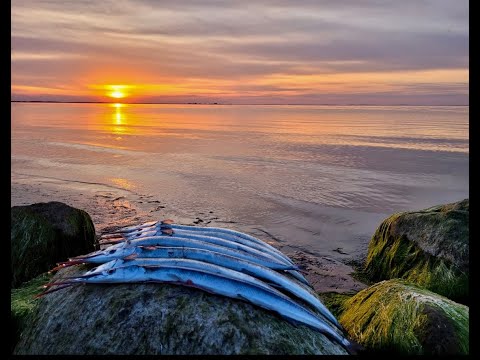 Видео: Сарган атакує!!!Рибалка з берега на Балтійському морі!!!