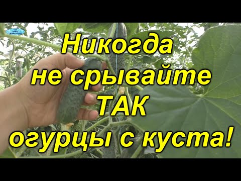 Видео: Как НЕЛЬЗЯ собирать огурцы - не допустите этих ошибок!