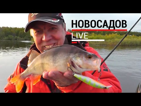 Видео: Окунь. Ловля твичингом. #НовосадовLive