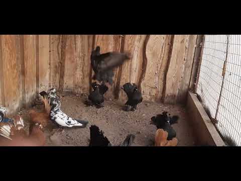 Видео: Голуби, с.Частоозерье, октябрь 2025 г.