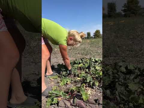 Видео: Процес іде