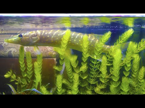 Видео: Речные рыбы! Сборник кормления щуки!