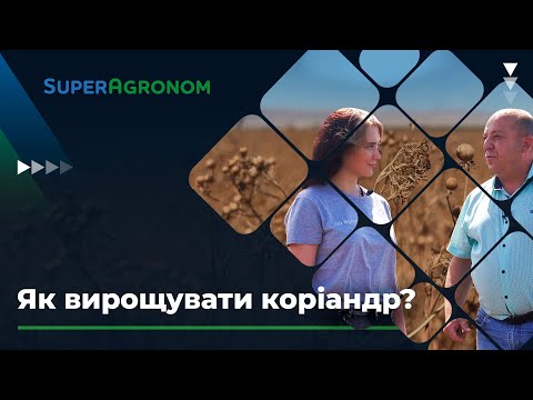 Видео: Технологія вирощування коріандру: особливості та перспектива / СуперАгроном