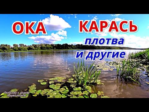 Видео: РЕЧНОЙ КАРАСЬ ХОРОШАЯ ПЛОТВА и ПОЛУБОНУС.  Рыбалка на ОКЕ в конце августа 2021.