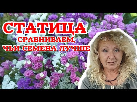 Видео: Статица у модной дачницы 🌸 Как выращивать, цвести до морозов, лучшие сорта и семена. 