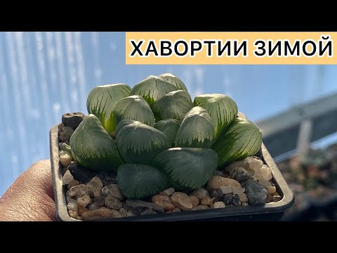 Видео: Как растут Хавортии зимой без досветки. Haworthia